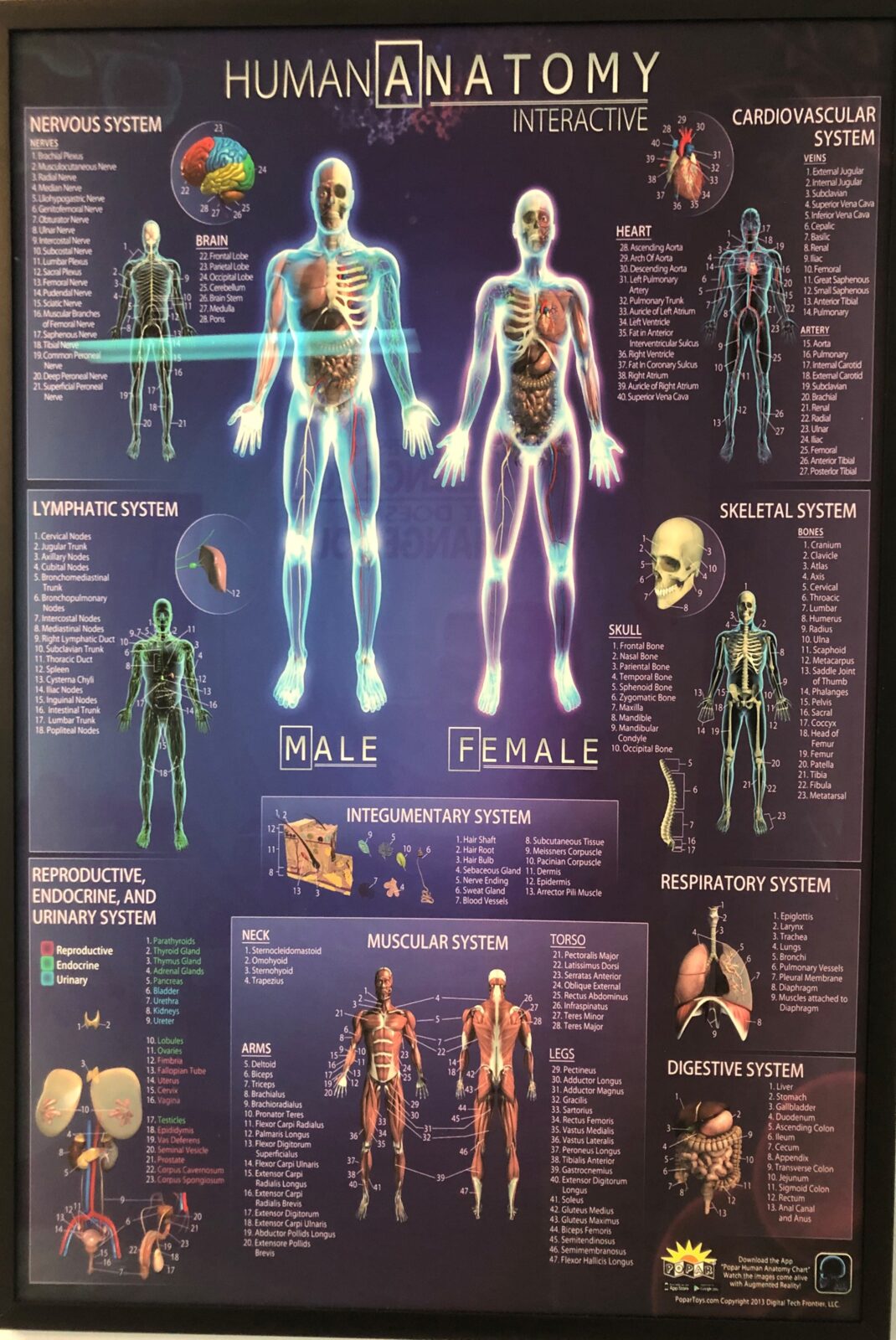 Therapy Anatomy Charts